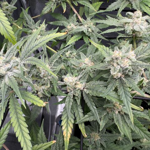 Mimosa x Orange Punch growlog timeline photo