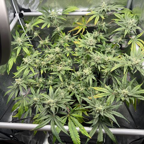 Mimosa x Orange Punch growlog timeline photo
