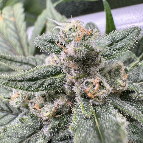 Mimosa x Orange Punch growlog timeline photo