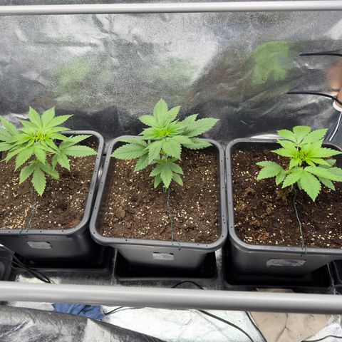 Criminal + growlog timeline photo