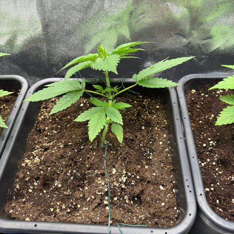 Lemon Zkittle growlog timeline photo
