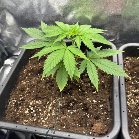 Criminal+ growlog timeline photo