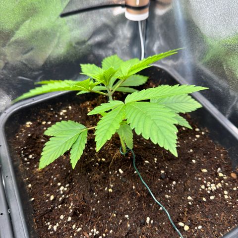 Criminal + growlog timeline photo