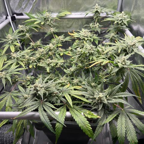 Mimosa x Orange Punch growlog photo: Day before harvest 