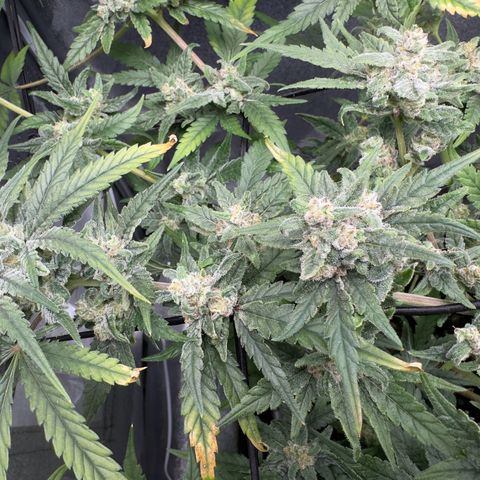 Mimosa x Orange Punch growlog photo: Day before harvest 