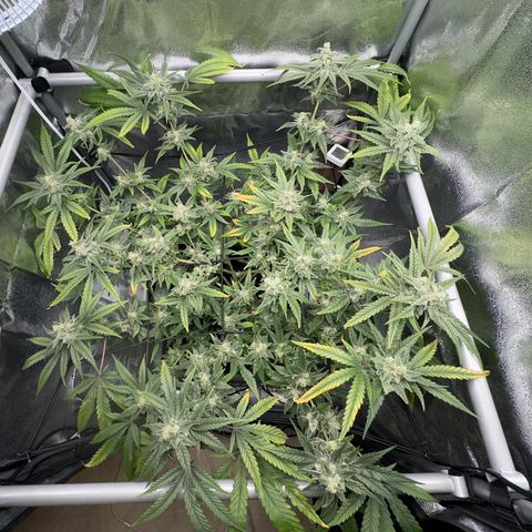 Mimosa x Orange Punch growlog photo: Day before harvest 