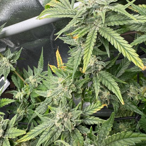 Mimosa x Orange Punch growlog photo: Day before harvest 