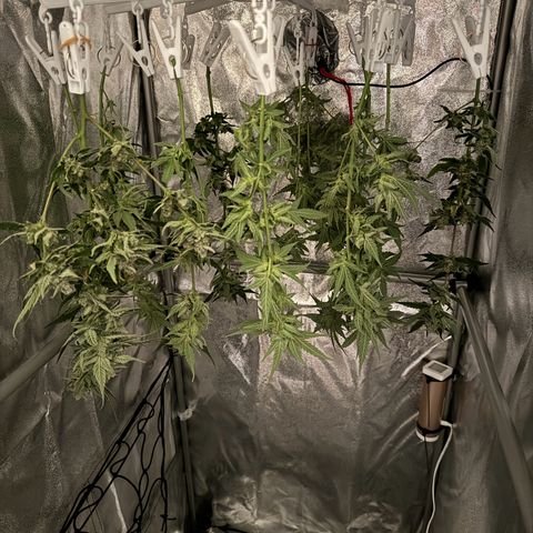 Mimosa x Orange Punch growlog timeline photo