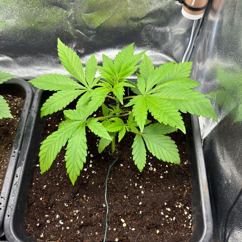 Criminal + growlog timeline photo