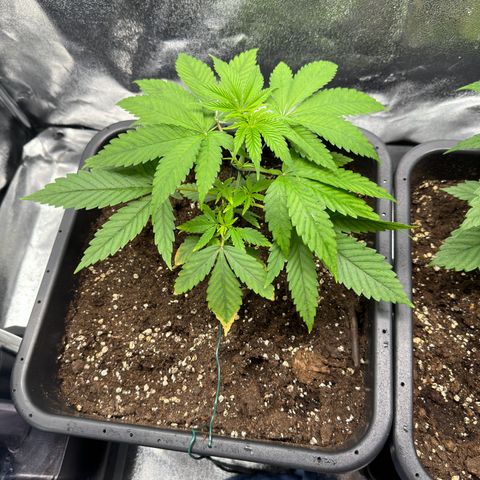 Criminal+ growlog timeline photo