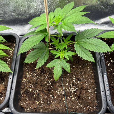 Lemon Zkittle growlog timeline photo