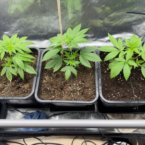 Criminal + growlog timeline photo