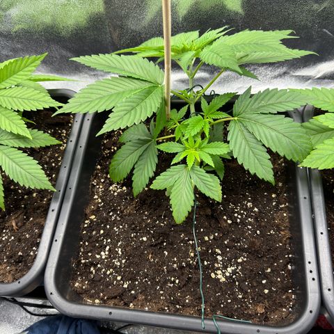 Lemon Zkittle growlog timeline photo