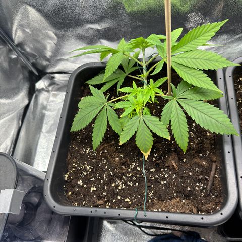 Criminal+ growlog timeline photo