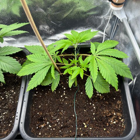 Criminal + growlog timeline photo