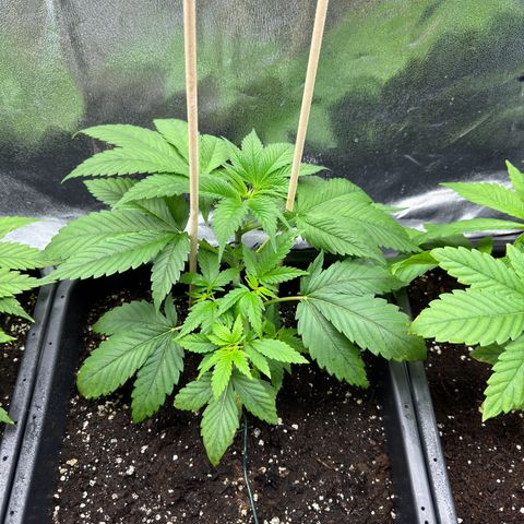 Lemon Zkittle growlog timeline photo