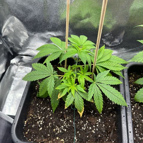 Criminal+ growlog timeline photo