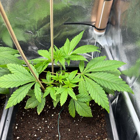 Criminal + growlog timeline photo