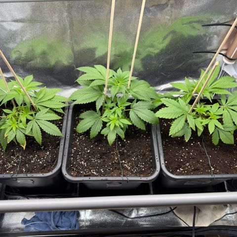 Criminal + growlog timeline photo