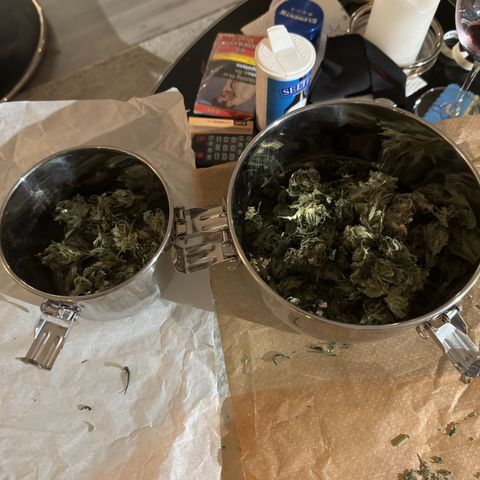 Mimosa x Orange Punch growlog timeline photo