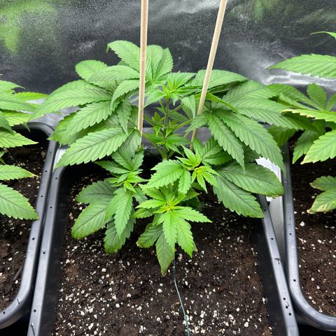 Lemon Zkittle growlog timeline photo