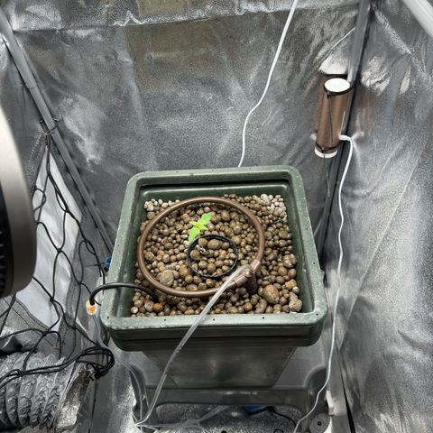 Critical Orange Punch growlog timeline photo