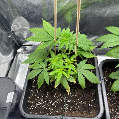 Criminal+ growlog timeline photo