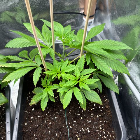 Criminal + growlog timeline photo