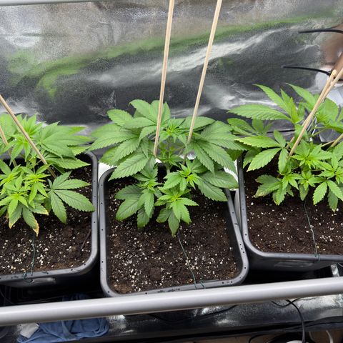 Criminal + growlog timeline photo