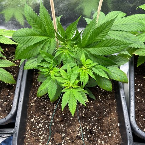 Lemon Zkittle growlog timeline photo