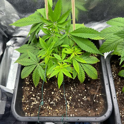 Criminal+ growlog timeline photo