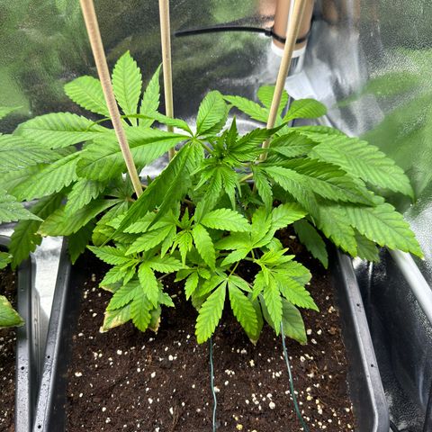 Criminal + growlog timeline photo