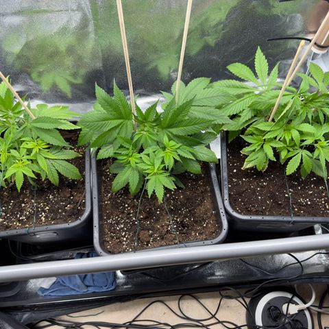 Criminal + growlog timeline photo