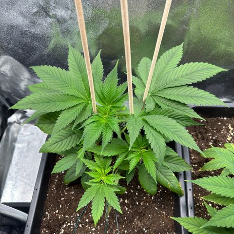 Lemon Zkittle growlog timeline photo
