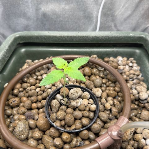 Critical Orange Punch growlog timeline photo