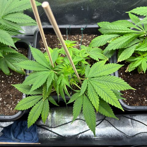 Criminal+ growlog timeline photo