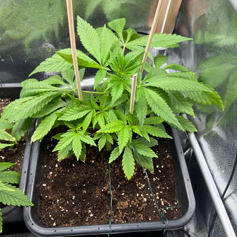 Criminal + growlog timeline photo