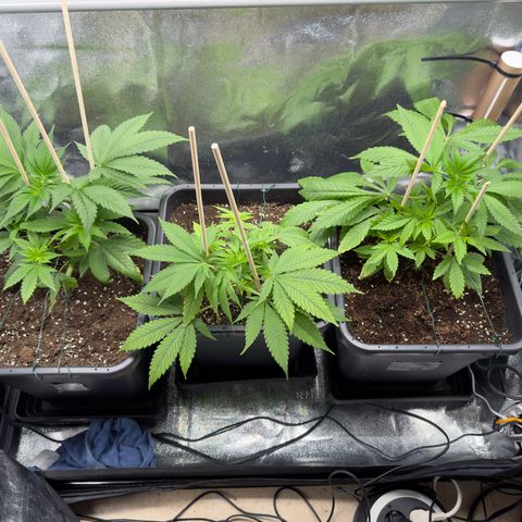 Criminal + growlog timeline photo