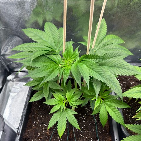 Lemon Zkittle growlog timeline photo