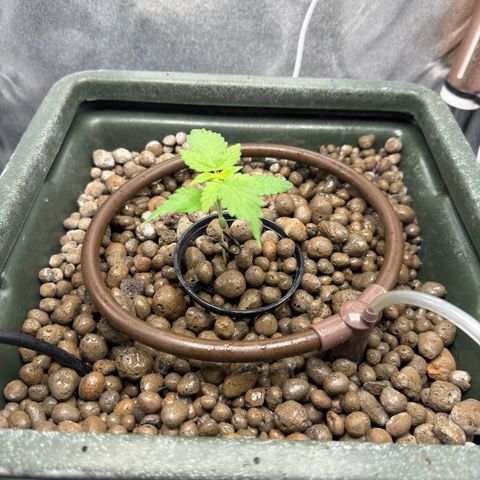 Critical Orange Punch growlog timeline photo