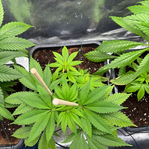 Criminal+ growlog timeline photo