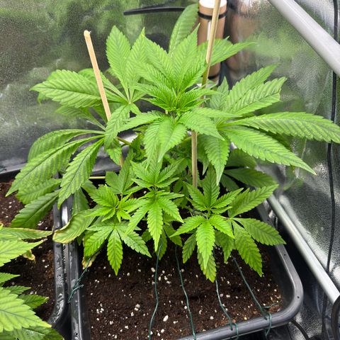 Criminal + growlog timeline photo