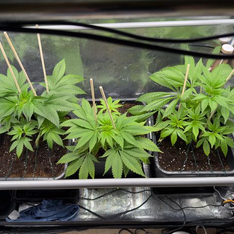 Criminal + growlog timeline photo