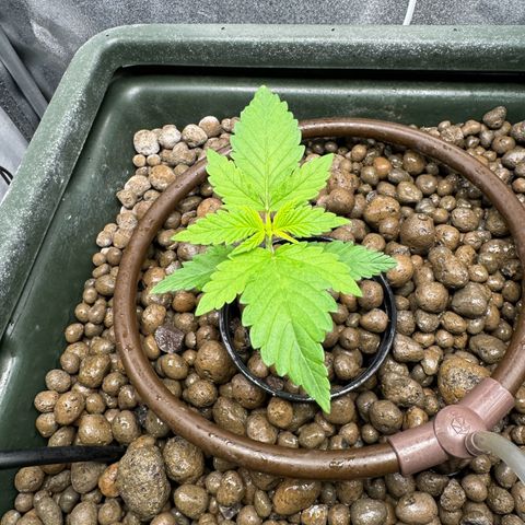 Critical Orange Punch growlog timeline photo