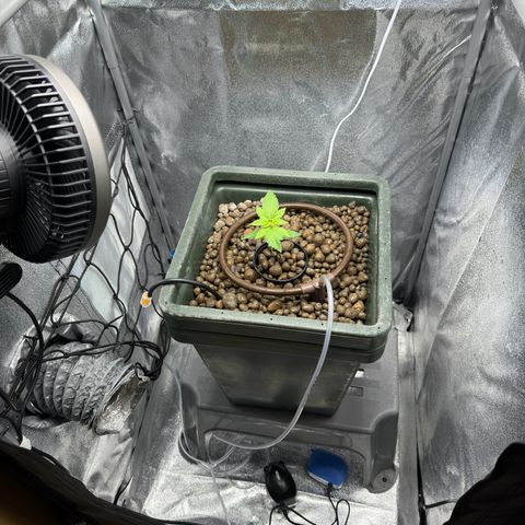 Critical Orange Punch growlog timeline photo