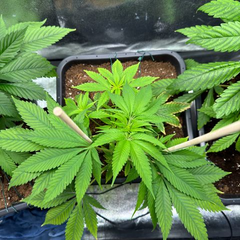 Criminal+ growlog timeline photo