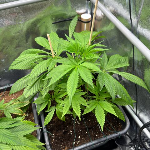 Criminal + growlog timeline photo