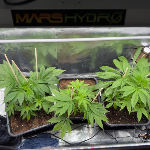 Criminal + growlog timeline photo