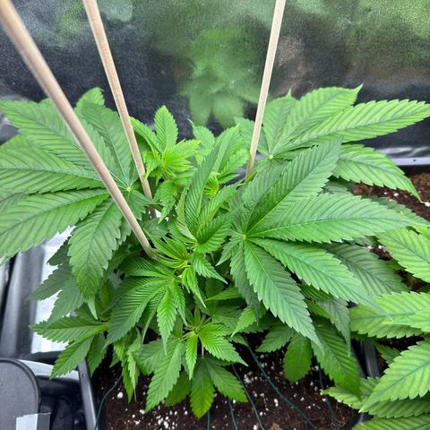 Lemon Zkittle growlog timeline photo