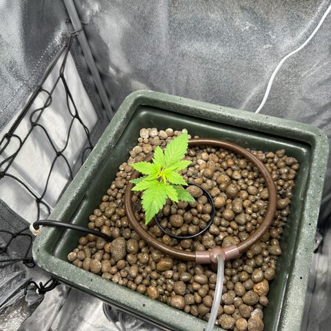 Critical Orange Punch growlog timeline photo